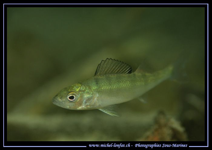 Little Perch.... Que du bonheur... :O)... by Michel Lonfat 