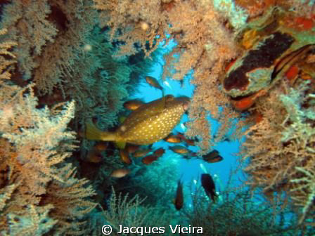 Mitsio wreck , boxie by Jacques Vieira 