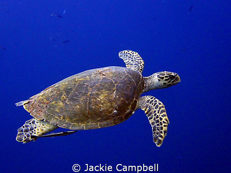 We were nearing the end of a pretty uneventful dive when ... by Jackie Campbell 