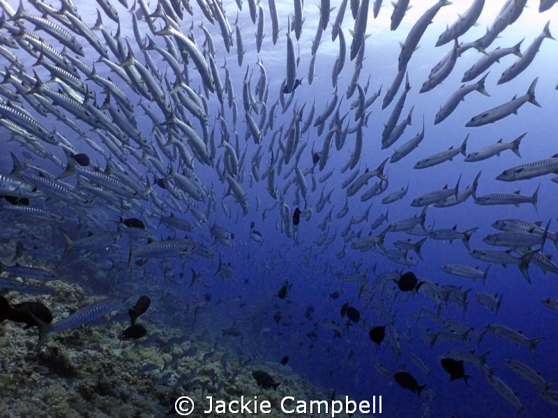 Perfect Symmetry.
I had a ball diving with the baracuda.... by Jackie Campbell 