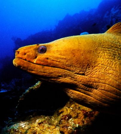 Green Murray Eel. Diving off the wall at Herbie's Fantasy... by Shawn Jackson 