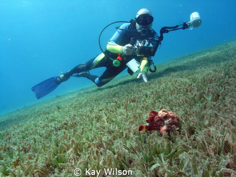 Frog fish with diver... by Kay Wilson 
