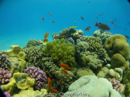 A natural 'computer screen-saver'!! by Lucy Chamberlain 