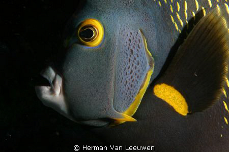 Angelfish portrait by Herman Van Leeuwen 