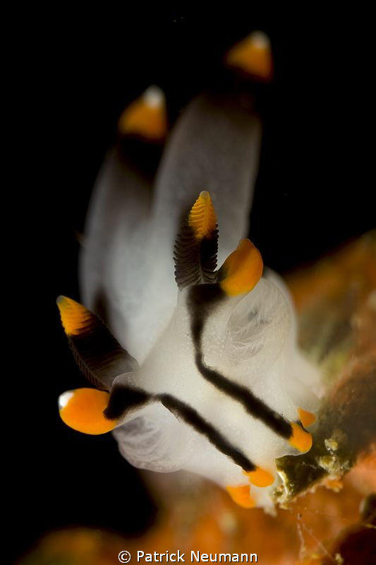 Anilao by Patrick Neumann 