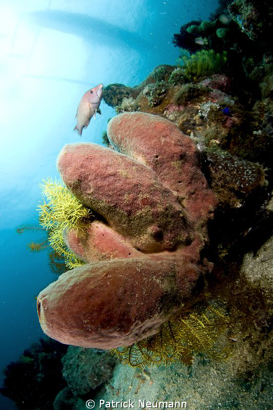Anilao by Patrick Neumann 
