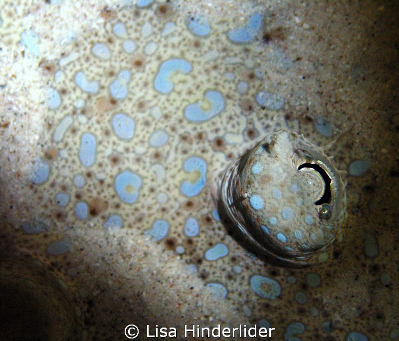 Eyeball in the sand!  I found this peacock flounder on a ... by Lisa Hinderlider 