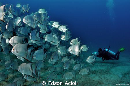 Filming the school of fish. Nikon D90, Tokina 10-17mm Len... by Edson Acioli 