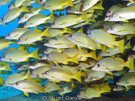 Blue stripped snapper on the "Mahi". by Stuart Ganz 
