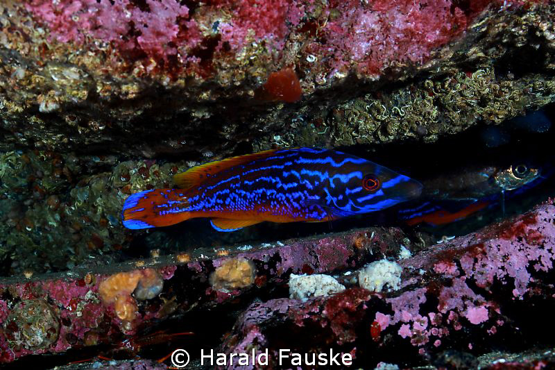 picture of a male blåstål (labrus mixtus) that left his s... by Harald Fauske 
