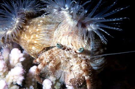 Hermit crab with anemonies. Sharm El Sheikh, Red Sea. Nik... by Lyubomir Klissurov 