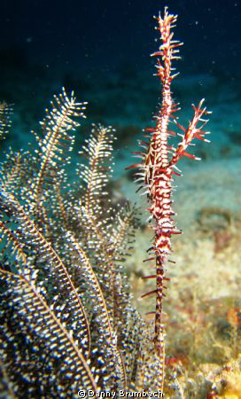Harlequin Ornate Ghost Pipefish. by Danny Brumbach 