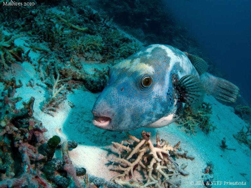 Pufferfish. Canon G10. by Bea & Stef Primatesta 