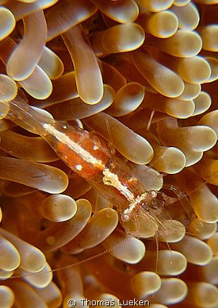 found in Lembeh; D200 by Thomas Lueken 