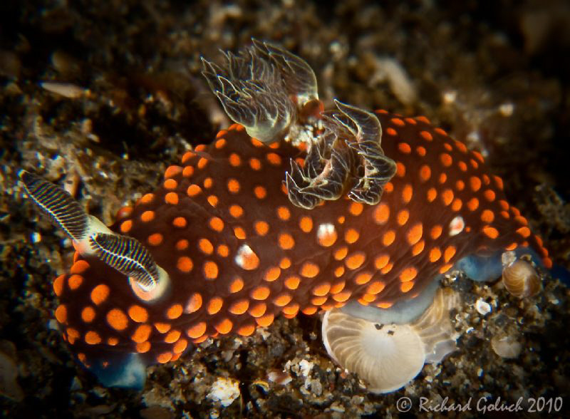 Nembrotha Yonowae by Richard Goluch 