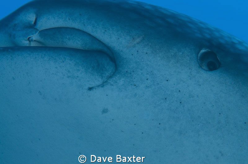 this is what sort of shot you get with a 105mm when a ws ... by Dave Baxter 