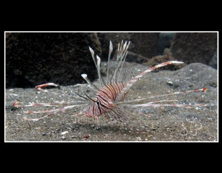 Lion fish. taken with G10, Manual white balance at 8 mete... by Toar Pantouw 