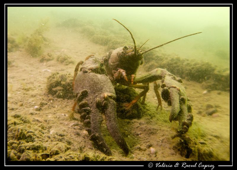 A big and an old one ... and a very bad visibility (2m) by Raoul Caprez 