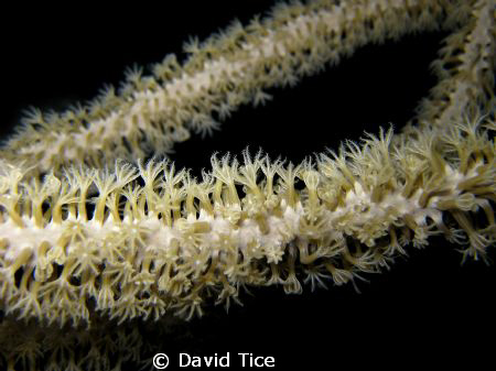 This is a shot of an octocoral taken on a night dive at T... by David Tice 