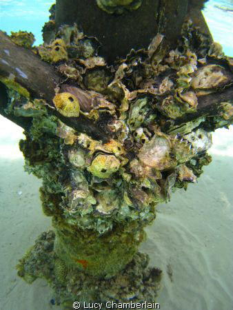 Under the Pier.  Neweiba 2010 by Lucy Chamberlain 