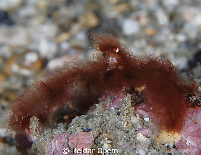 Hairy and scary by Reidar Opem 
