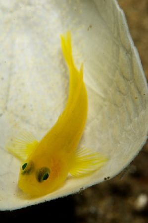 Little Coral Goby on his seamouse home. by Steve De Neef 