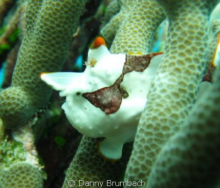 Clown Anglerfish round 5 m depth. 
 by Danny Brumbach 