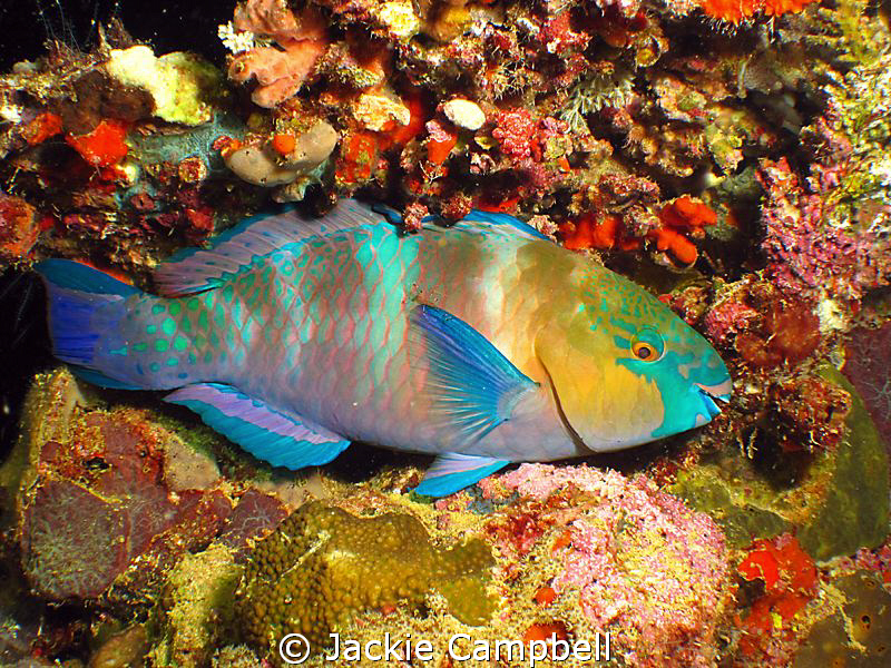 Parrot fish on the Umbria at night. Canon ixus 100 and d2... by Jackie Campbell 