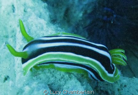 Chromodoris Quadricolour, Neweiba 2010 by Lucy Chamberlain 