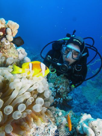 Anemone Fish & Diver by Adolfo Maciocco 