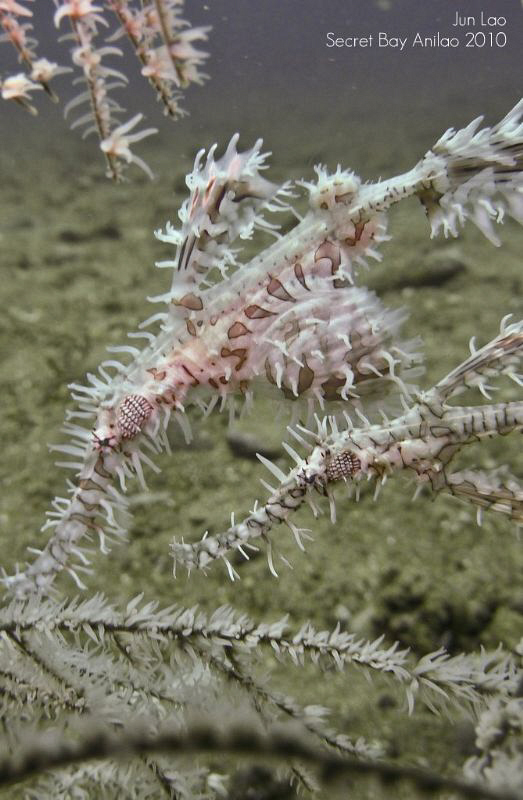 Pregnant Harlequin Ghostpipefish with spouse by Jun Lao 