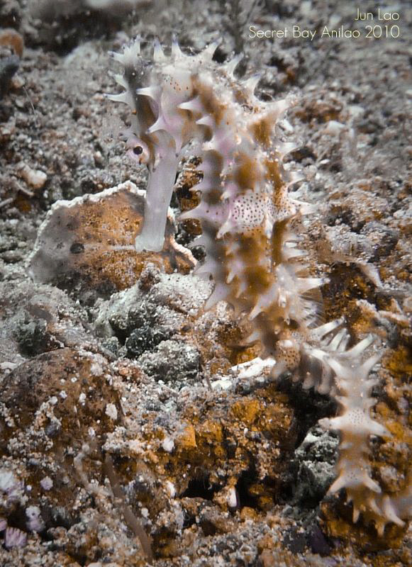 Seahorse of Secret Bay, Philippines by Jun Lao 