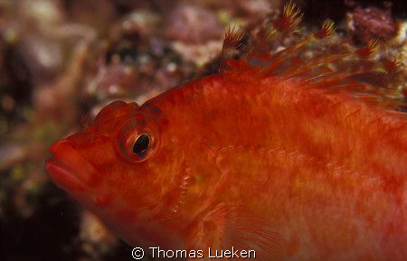 found in Galapagos; F100 by Thomas Lueken 