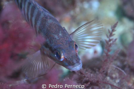 Macro by Pedro Perneco 
