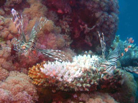 2 Lion Fish.. 
Red Sea Jeddah by Badr Yaghmour 