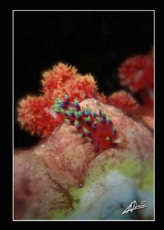 flabellina in Richelieu Rock, few minutes before a Whale ... by Adriano Trapani 