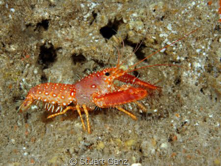 Hawaiian lobster - Photo taken in the Makaha Caverns of O... by Stuart Ganz 