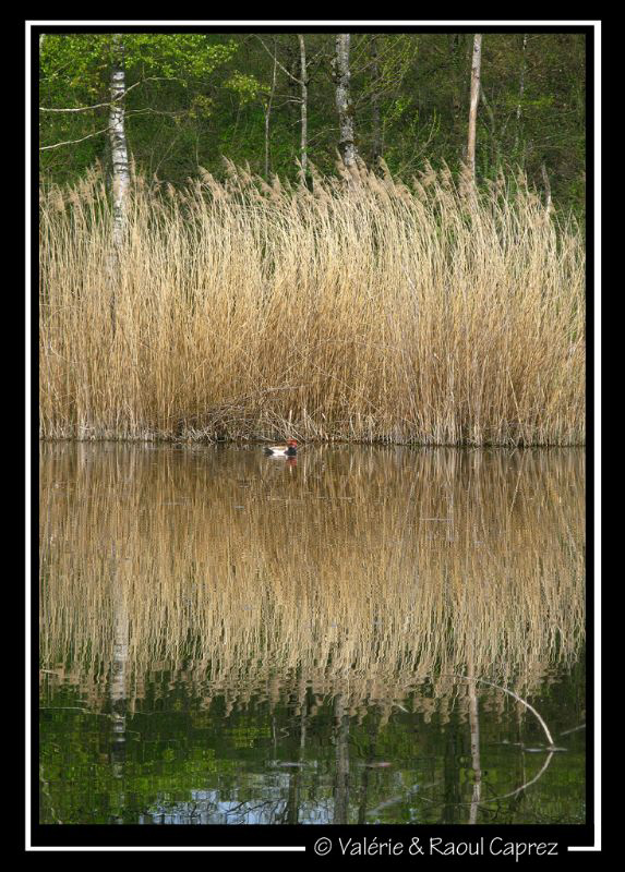 Mirror by Raoul Caprez 