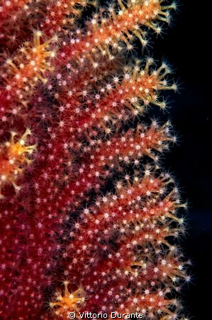 Paramuricea clavata by Vittorio Durante 