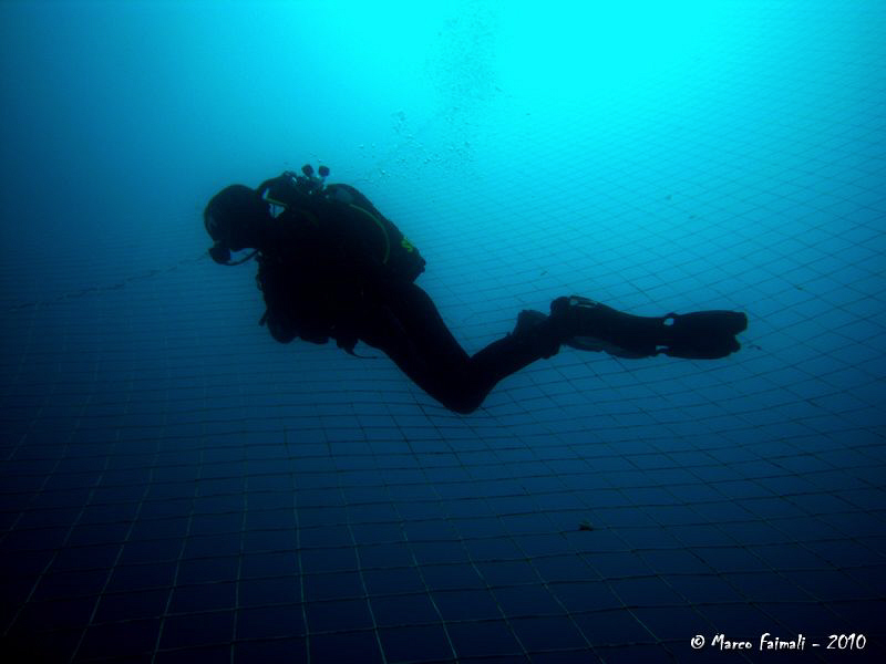 .....in the net!

(Compact camera Nikon Coolpix 8400 in... by Marco Faimali 