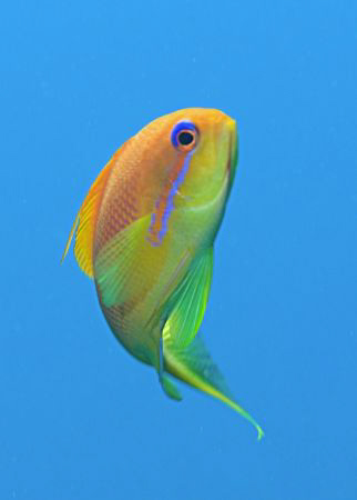 Female Anthias swimming above the Wreck of the Kingston. by Paul Colley 