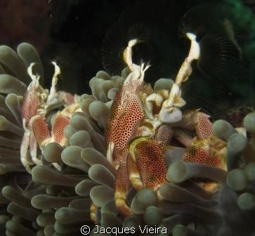 Crabs feeding away . by Jacques Vieira 