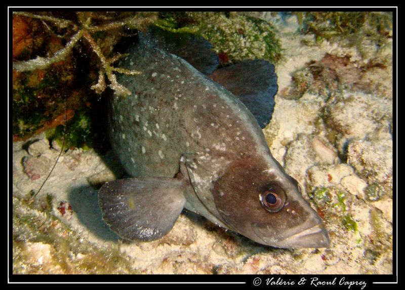 Rypticus saponaceus by Raoul Caprez 