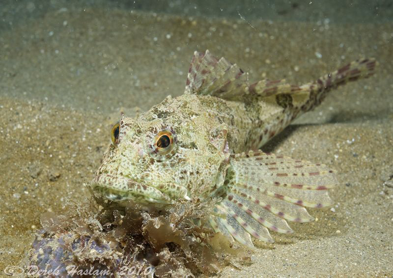 Long spined scorpion fish. Trefor pier. D3, 60mm. by Derek Haslam 