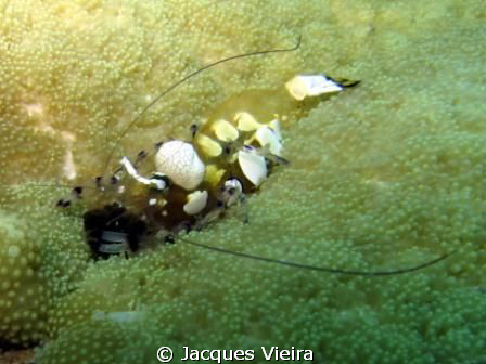 Decoration ... Have a close look ! by Jacques Vieira 