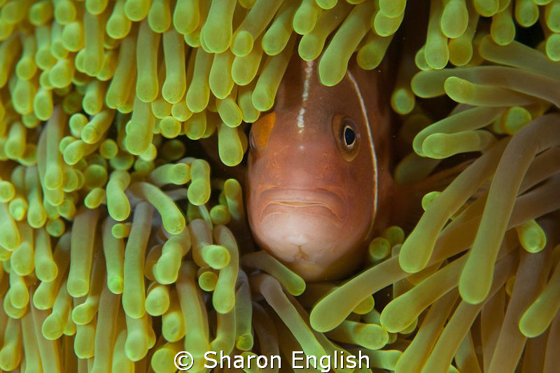 Hide and Seek by Sharon English 