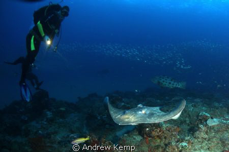 Light me up : Dragon ray on fly by by Andrew Kemp 