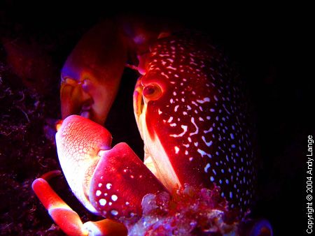 The Crab
This little fellow was photographed in Grenada ... by Andy Lange 