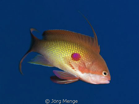 JEWEL by Jörg Menge 