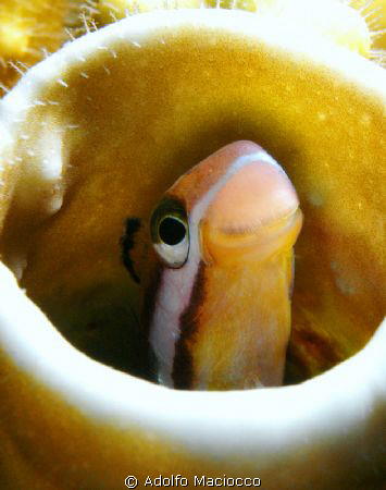 Flagblenny inside Fire Coral.

 by Adolfo Maciocco 
